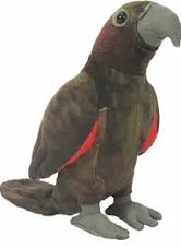 Kaka Parrot with Sound