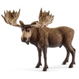 Moose Bull (New)